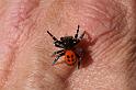 Eresus_sandaliatus_D2951_Z_86_NP De Hoge Veluwe_Nederland